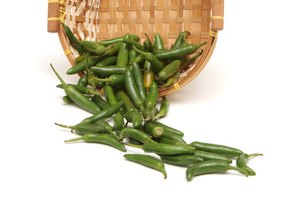 Los pimientos chiles, como el serrano y los chiles anchos son miembros de la familia de las solanáceas.