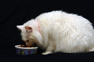 Las alergias a los alimentos son los tipos de alergias de piel menos comunes en la piel de los gatos.