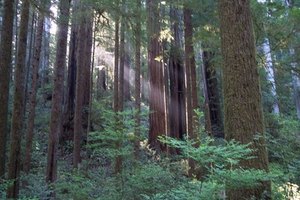 Camp Recovery se encuentra en los bosques de secuoyas de Santa Cruz.