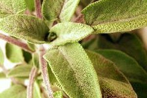 La salvia se utiliza como especia y como hierba medicinal.