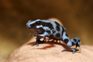 Rana venenosa flecha azul diminuta.