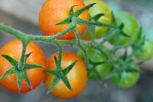 Los tomates contienen ácido cítrico, que puede ayudar a quitar las espinillas.