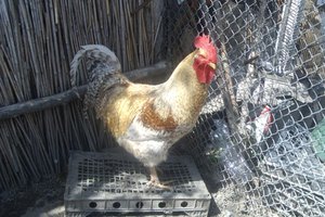 Una dieta de pollo hervido y arroz cocido es el estándar sugerido para los gatos que sufren de dolencias estomacales.