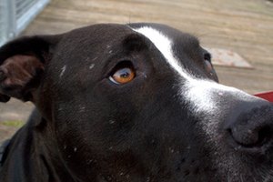 Es frecuente que los pitbulls sufran de trastornos de la piel que requieren cuidados especiales.