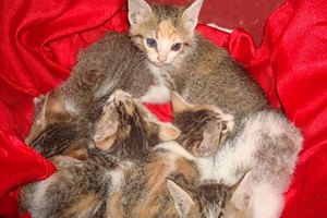 Hay diferentes causas de huesos rotos en los gatitos.