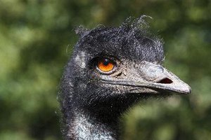 Un emú