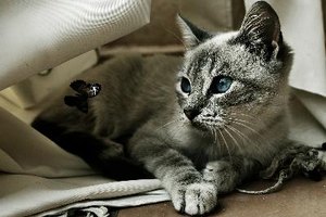 Los huesos rotos en los gatitos sanan más rápido que en los gatos adultos.