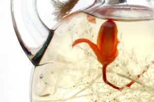 Los aceites esenciales y extractos de plantas no son lo mismo.