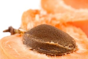 Elimina la corteza dura de la semilla de albaricoque para revelar la semilla comestible.