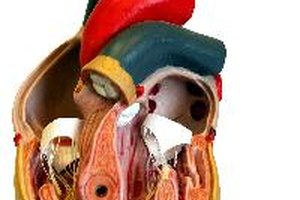 El corazón humano.