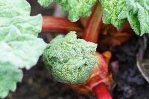 Los tallos comestibles y las hojas tóxicas de la planta de ruibarbo.