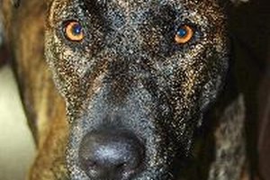 Los pitbull tienen una tendencia a desarrollar sequedad en la piel.