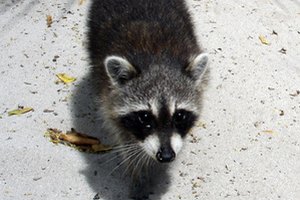 Los mapaches pueden ser fuente de enfermedades.
