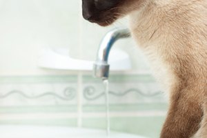 El agua es esencial para la salud del tracto urinario.