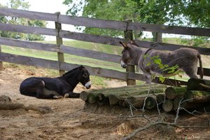 Los burros pertenecen a la familia de los equinos y tienen una dieta similar a la de los caballos.