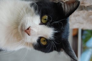 Mantén a tu gato libre de dolor.