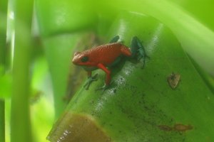 Rana flecha roja y azul esperando para atacar.
