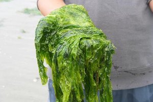 La espirulina puede ayudar a tener una piel saludable.