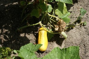 La vitamina K natural se encuentra en verduras de hojas verdes.