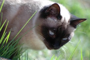 Los gatos siameses pueden sufrir desequilibrios hormonales.