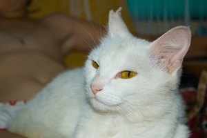 Estornudos y jadeos fuertes pueden indicar que tu gato tiene un problema respiratorio.