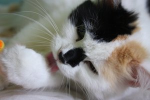 Los gatos ingieren pulgas cuando se bañan a sí mismos.