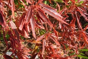 El uso de plantas estacionales y autóctonas reduce el consumo de agua en tu jardín.