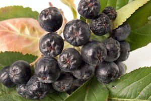 Las bayas de Acaí son pequeñas potencias de alimentación.