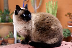 Lleva a tu gato al veterinario si muestra signos de dificultad para orinar.
