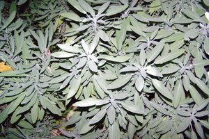 El aceite esencial de Clary sage (salvia) puede ayudar a disimular la apariencia de las líneas alrededor de tu boca.