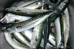 Los peces grasos son una fuente excelente de EPA y de DHA.
