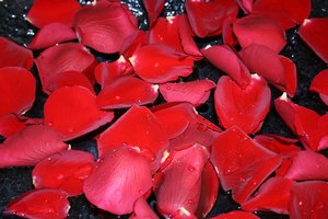 Los pétalos de rosas tratan una variedad de condiciones de la piel en los vapores faciales.