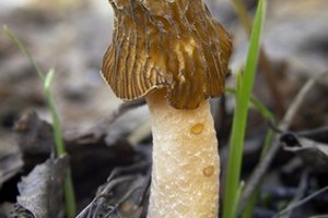 Hongos en el bosque.
