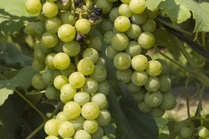 Semillas de uva son altas en antioxidantes.