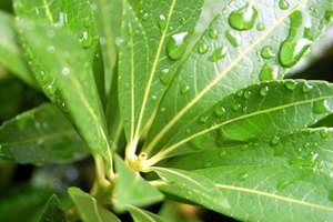 Busca alternativas naturales con ingredientes de origen vegetal.