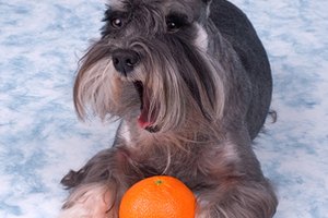 Mantén saludable a tu perro para evitar la sarna.