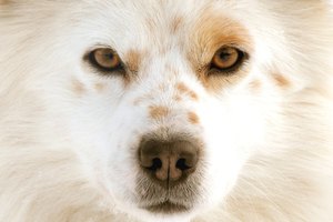 Tratar el ojo hinchado de un perro.