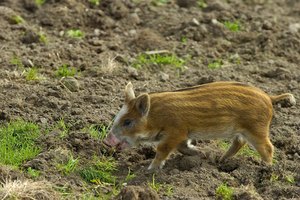 Los cerdos que vagan libremente pueden portar la tenia del cerdo.