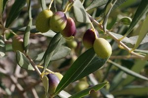 Los olivos pueden causar alergias al polen.