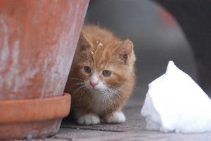 Cada gato adulto puede soportar un ayuno de 24 horas sin ningún efecto adverso sobre su salud. Los gatitos, sin embargo, no deben pasar más de cuatro horas sin comer.