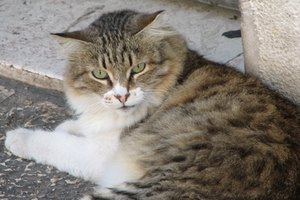 Los ácaros del polvo y los gatos.