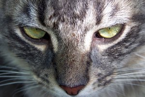 Si tu gato tiene tenias, puedes observar segmentos pálidos de gusanos alrededor de su área trasera o en su materia fecal.