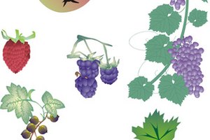 Una persona puede ver las frambuesas pero no reconocer todas las frutas.
