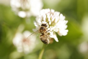 Abejas.