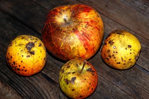 Los alimentos deben ser cuidadosamente elegidas para el enlatado.