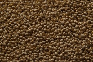 La quínoa es una semilla, no un grano, aunque algunas personas se refieran a este alimento como un grano debido a su forma.