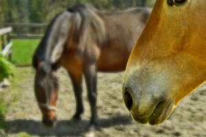 Los caballos pueden adquirir una enfermedad llamada paperas equinas.