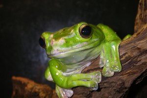 Las ranas monos disfrutan del paisaje desde lo alto.