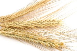 El trigo y otros granos contienen una proteina llamada gluten.