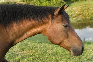 Los caballos pueden ser vacunados contra el virus del oeste del Nilo.